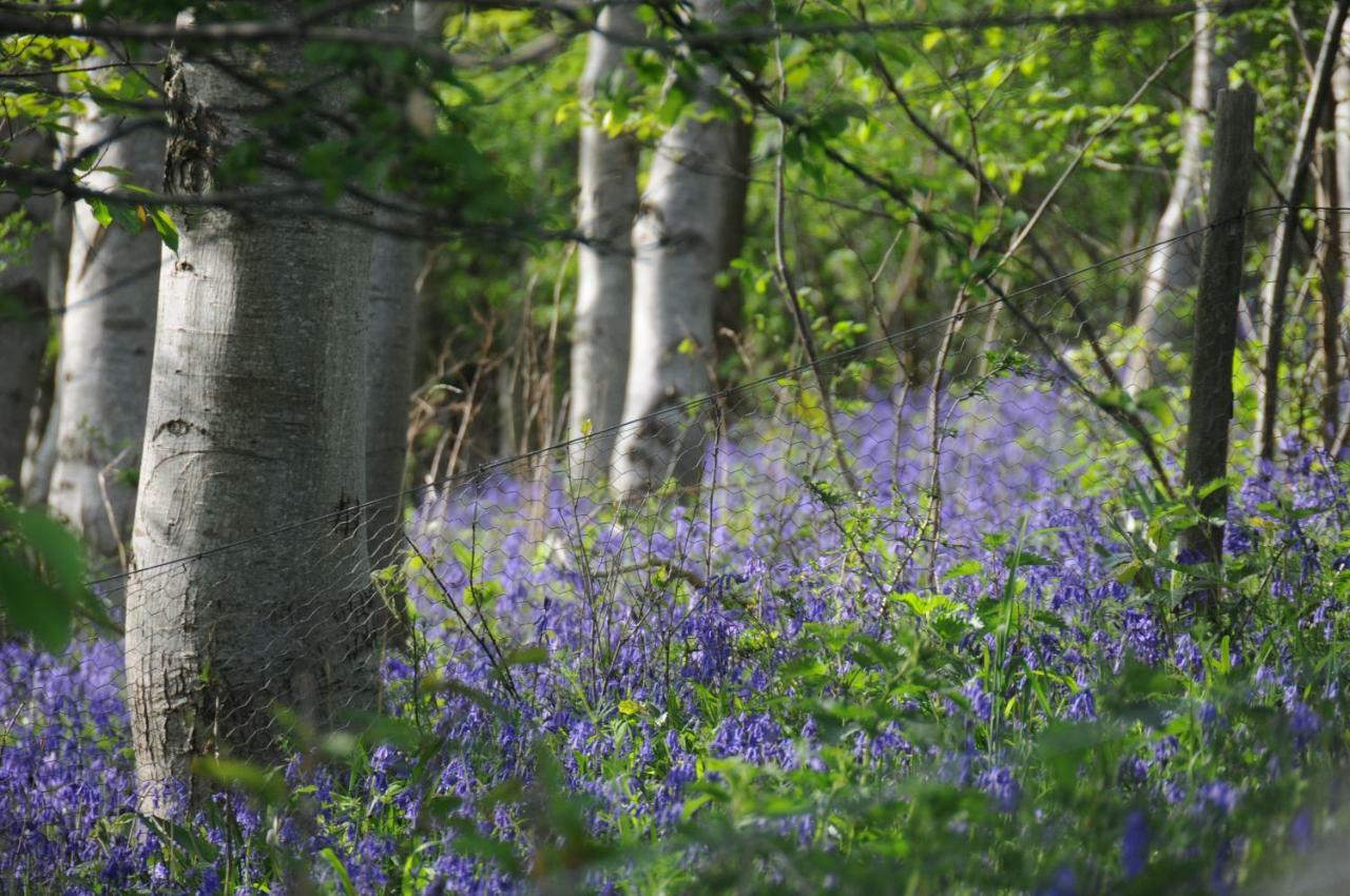 Buttercup Glamping Pod Hotel Cheltenham Bagian luar foto